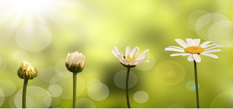 Transformative economies: what do the documents tell us?