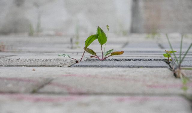 La urgente necesidad de promover la ESS a nivel internacional