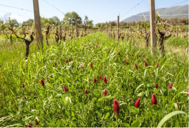 Soil Fertility and Water Management in the Mediterranean Region