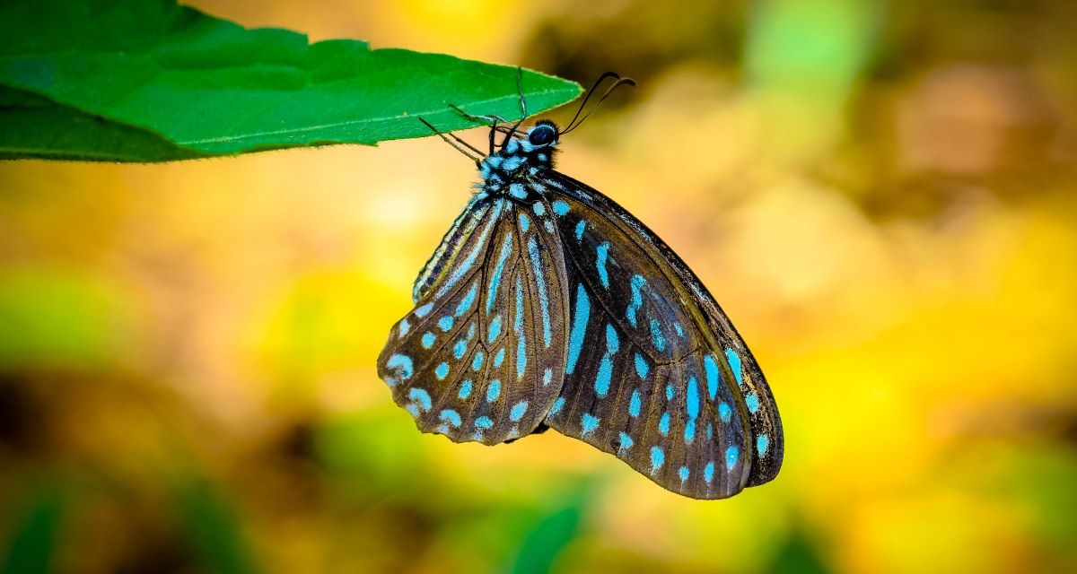 La lenteur est une autre vitesse