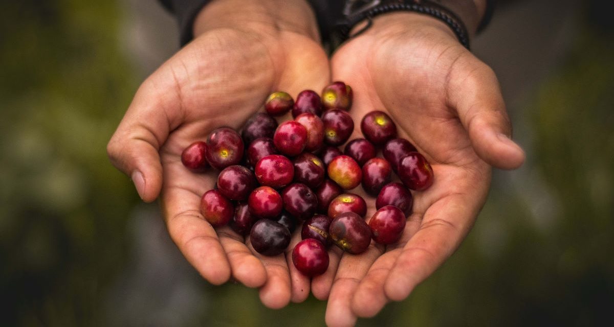 Droit à l’alimentation et justice alimentaire