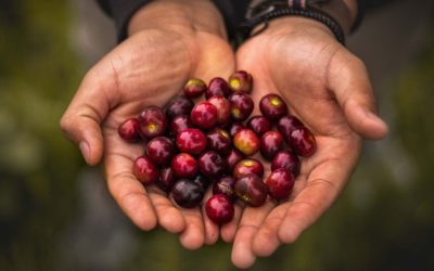 Right to food and food justice