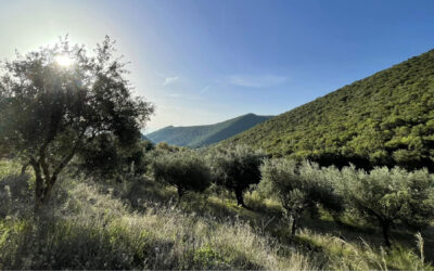 Action Against Wildfires: Empowering Communities