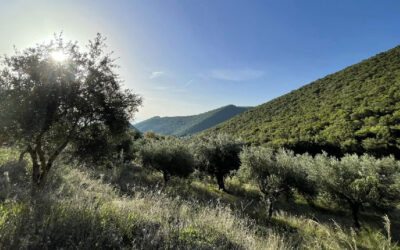 Messinia, Greece: Exploring the critical role of communities in wildfire management